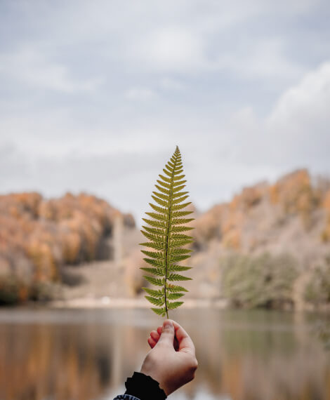 Leaf 1