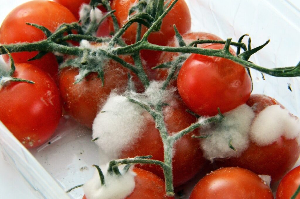 adonyig food 3190171 1920